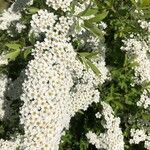 Spiraea × vanhoutteiFlower