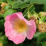 Rosa rubiginosa Cvet