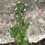 Conoclinium coelestinum Other
