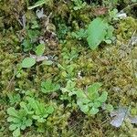 Saxifraga cuneifolia عادت