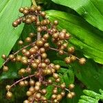 Maianthemum racemosum Frucht