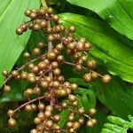 Maianthemum racemosum Ffrwyth