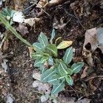 Goodyera pubescens Blüte