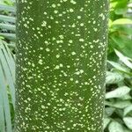 Amorphophallus titanum Cortiza