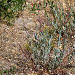 Penstemon centranthifolius Habitus