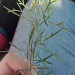 Coreopsis verticillata Feuille