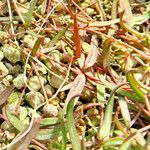 Ceropegia linearis Συνήθη χαρακτηριστικά