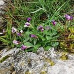 Primula marginata आदत