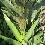 Thysanolaena latifolia Leaf