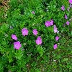 Geranium sanguineumപുഷ്പം