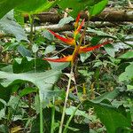 Heliconia latispatha Blüte