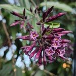 Cestrum elegans Çiçek