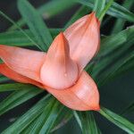 Freycinetia cumingiana Květ