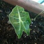 Alocasia longilobaHoja