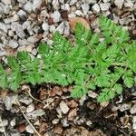 Botrychium virginianum 葉