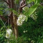 Prunus glandulifolia Flower