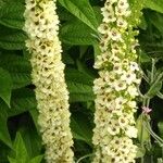 Verbascum chaixii Fiore