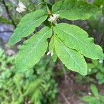 Lonicera nigra Blad