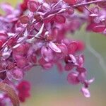 Atriplex hortensis Hábitos