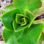 Aeonium nobile Leaf