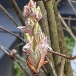 Amelanchier × lamarckii Blüte