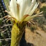Leucostele chiloensis Λουλούδι