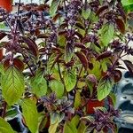 Ocimum kilimandscharicum عادت داشتن