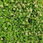 Trifolium repens Цвят
