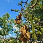 Combretum molle Fruit