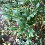 Buxus harlandii Φύλλο