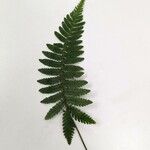 Dryopteris filix-mas Leaf