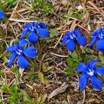 Gentiana brachyphylla Flower