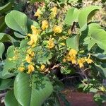 Pterocarpus rotundifolius Flower