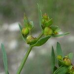 Euphorbia exigua ഫലം