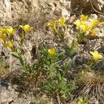 Linum campanulatum موطن