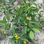 Baptisia lanceolata Blatt