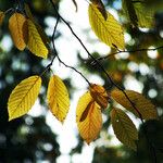 Fagus grandifolia Feuille