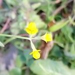 Coronilla scorpioides Virág