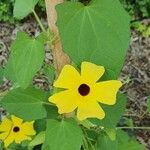 Thunbergia alataFlower