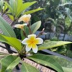 Plumeria alba Flor