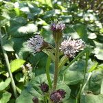 Petasites pyrenaicus Цвят