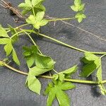 Humulus scandens برگ