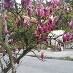 Magnolia x soulangeana Άλλα