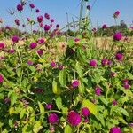 Gomphrena globosaBlomma