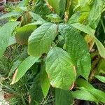 Theobroma grandiflorum Hoja