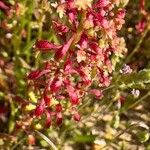 Rumex bucephalophorus Flower