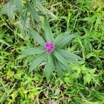 Vernonia fasciculata葉