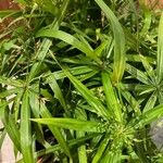 Cyperus diffusus 整株植物