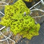 Podophyllum cv. 'Kaleidoscope' List