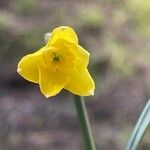 Narcissus gaditanus Flower